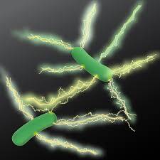 Bakteriler Elektrik Üretebilir mi?