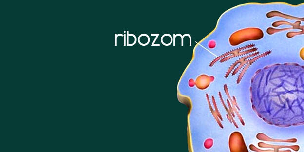 Ribozomlar Ne İşe Yarar?