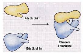Ribozomlar Ne İşe Yarar?