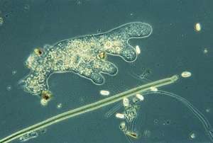 Mikroplarla Tanışın: 5 Küçük Protozoan ve Yosun