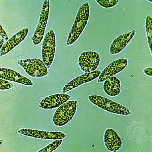 Mikroplarla Tanışın: 5 Küçük Protozoan ve Yosun