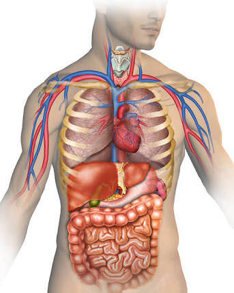 İnsan Vücudunun Sistemleri