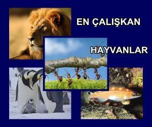 En Çalışkan Hayvanlar Hangileridir?
