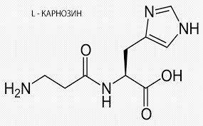 Mide ve Onikiparmak Bağırsağı Ülserine İyi Gelen Besinler ve Bitkisel İçerikli Takviyeler