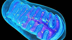 Mitokondri ve Kloroplastların Yapısındaki Benzerlikler ve Farklılar