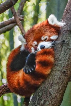 Kırmızı Panda'nın Yaşamı (Ateş Tilkisi)