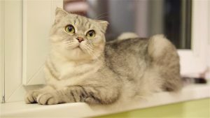 Dünyanın En Sevilen Kedi Irkı: Scottish Fold