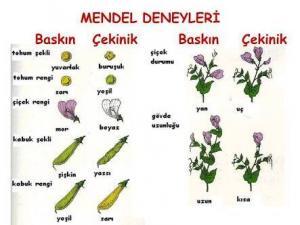 Biyolojide Mendel Genetiği Nedir? Tarihi ve İçerdiği Yasalar Nelerdir?