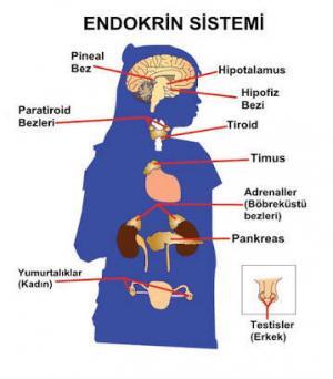 Endokrin Sistemi Nedir?
