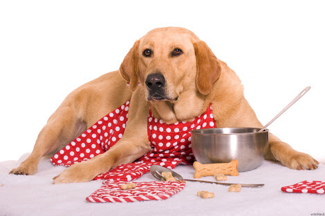 Köpeklere Verilmemesi Gereken Gıdalar ve Yapılmaması Gereken Uygulamalar