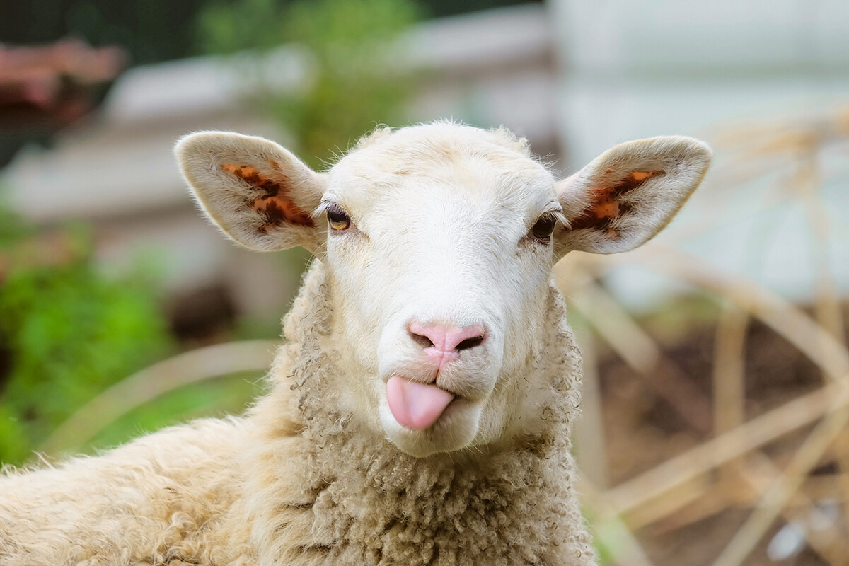 Koyunlar Hakkında Bilmediğiniz 6 Gerçek