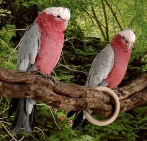Galah Kuşlarının Yaşamı (Kakadu Türü)