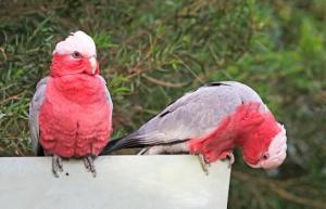 Galah Kuşlarının Yaşamı (Kakadu Türü)