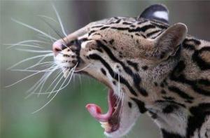 Ocelot'ların Yaşamı Hakkında Bilgiler (Cüce Leopar, Boyalı Kedi, Tarla Kaplanı)