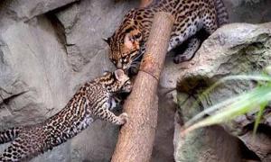 Ocelot'ların Yaşamı Hakkında Bilgiler (Cüce Leopar, Boyalı Kedi, Tarla Kaplanı)