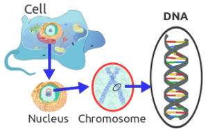 İnsan Hücrelerinde Bulunan Protein Kodlamayan RNA Türleri