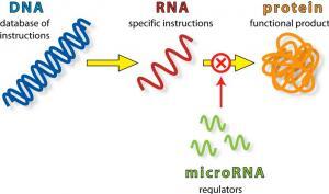 İnsan Hücrelerinde Bulunan Protein Kodlamayan RNA Türleri