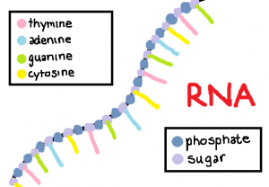 İnsan Hücrelerinde Bulunan Protein Kodlamayan RNA Türleri