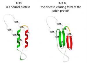 Prion Nedir ve Hastalıklara Nasıl Neden Olur?