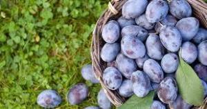 Mürdüm Eriği Kaç Kaloridir ? Sağlığa Kattığı Faydaları Nelerdir ?