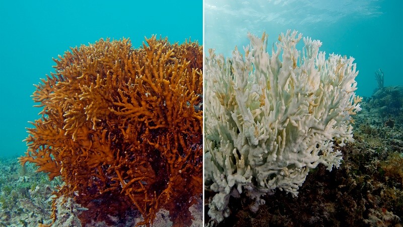 Küresel Isınmanın Mercanlar Üzerindeki Etkileri