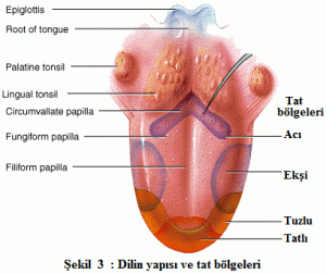 Duyular ve Duyu Organları