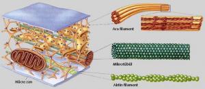 Hücre İskeleti Nedir ?