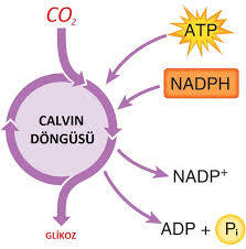 Calvin Döngüsü Nedir? Özellikleri Nelerdir ?