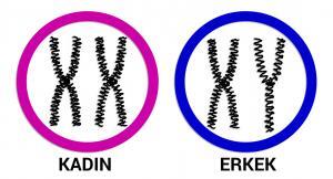 Kadın Erkek Arasındaki 10 Fark