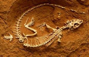 Paleontoloji ve Alt Disiplinleri