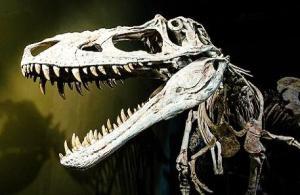 Paleontoloji ve Alt Disiplinleri