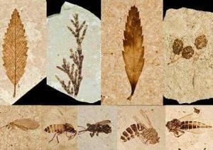 Paleontoloji ve Alt Disiplinleri