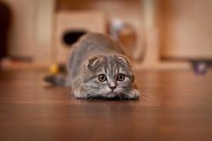 Dünyanın En Sevilen Kedi Irkı: Scottish Fold