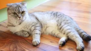 Dünyanın En Sevilen Kedi Irkı: Scottish Fold