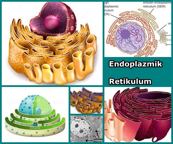 Endoplazmik Retikulumun Yapısı ve Fonksiyonu