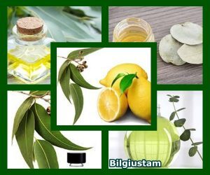 Okaliptüs Yağı Nedir? Yararları Nelerdir?