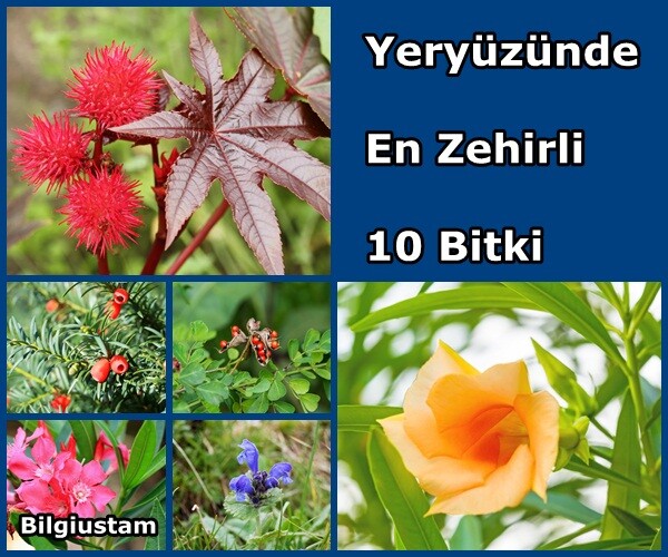Yeryüzündeki En Zehirli 10 Bitki