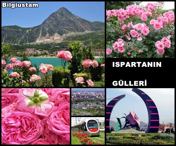 Isparta’nın Neden Gülleri Meşhurdur?  Isparta Güllerinin Tarihçesi