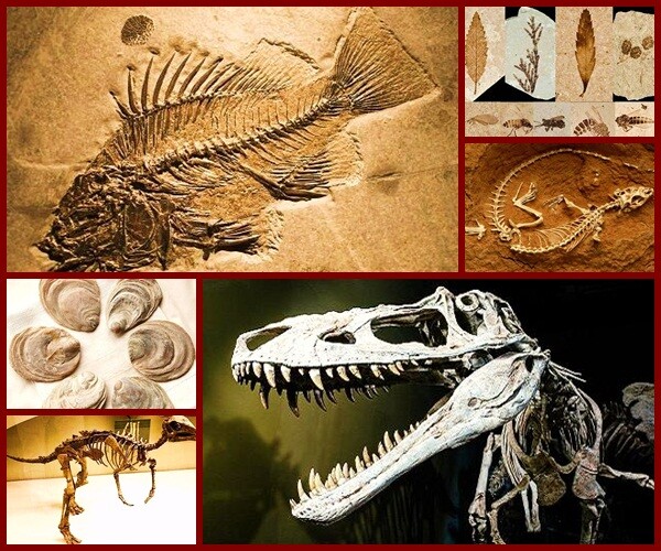 Paleontoloji ve Alt Disiplinleri