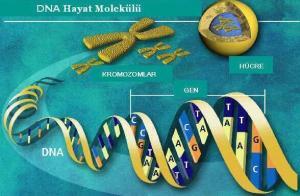 Biyolojide Mendel Genetiği Nedir? Tarihi ve İçerdiği Yasalar Nelerdir?