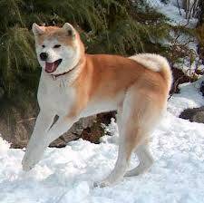 Akita Köpeklerinin Genel Özellikleri Yaşam Şekli