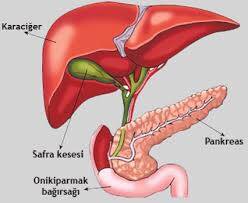 6 Adımda Karaciğer Temizliği ve Detoks Uygulaması Nasıl Yapılır?