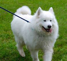 Köpekler İçin En İyi Pire ve Kene Tedavisi Nedir?