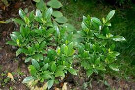 Gardenya Bitkisinin Kullanım Alanları ve Faydaları