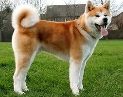 Akita Köpeklerinin Genel Özellikleri Yaşam Şekli