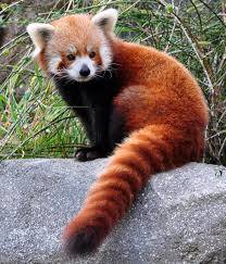 Kırmızı Panda'nın Yaşamı (Ateş Tilkisi)