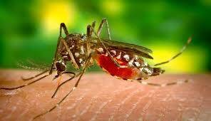 Sivrisinekler İnsanları Neden Isırır? Isırma Sonrası Neler Yapılmalıdır?