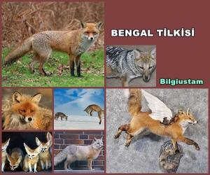 Bengal Tilkisi Hakkında Bilgiler