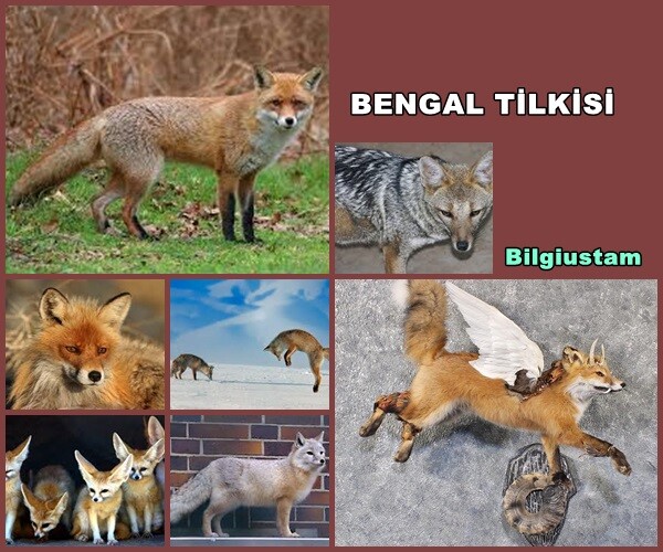 Bengal Tilkisi Hakkında Bilgiler