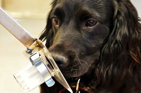 Kanser Taramasında Köpekler Nasıl Kullanılıyor?